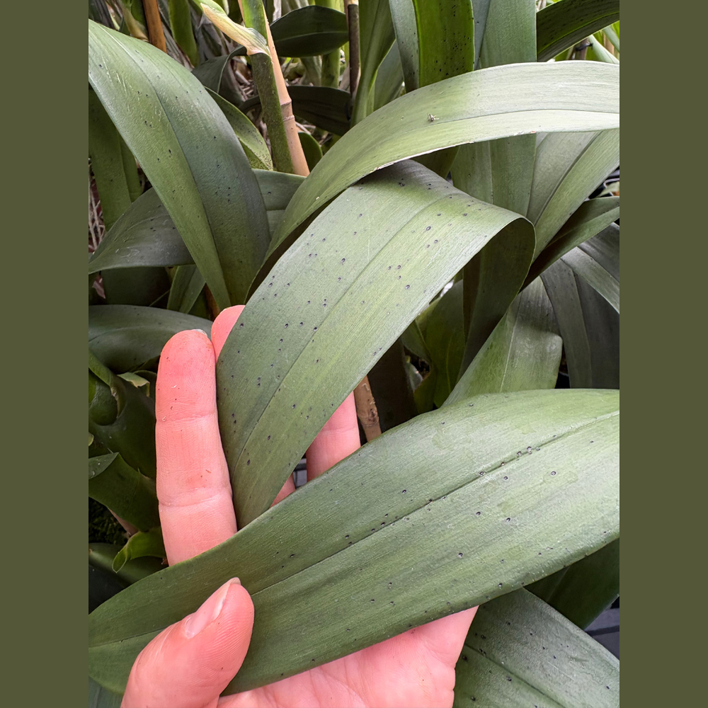 Bcd. Gilded Tower — Palmer Orchids
